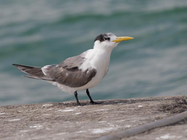 <h3><a href="/trips/oman/biota/animalia/chordata/aves/024 charadriiformes/017 laridae/thalasseus bergii/thalasseus bergii-nl.html">Thalasseus&nbsp;bergii</a> / Greater&nbsp;crested&nbsp;tern / Grote&nbsp;kuifstern</h3>OM-1 Mark II met OLYMPUS M.150-400mm F4.5, 1/2000 sec  bij F4.5, ISO 200, afstand 14.6&nbsp;m